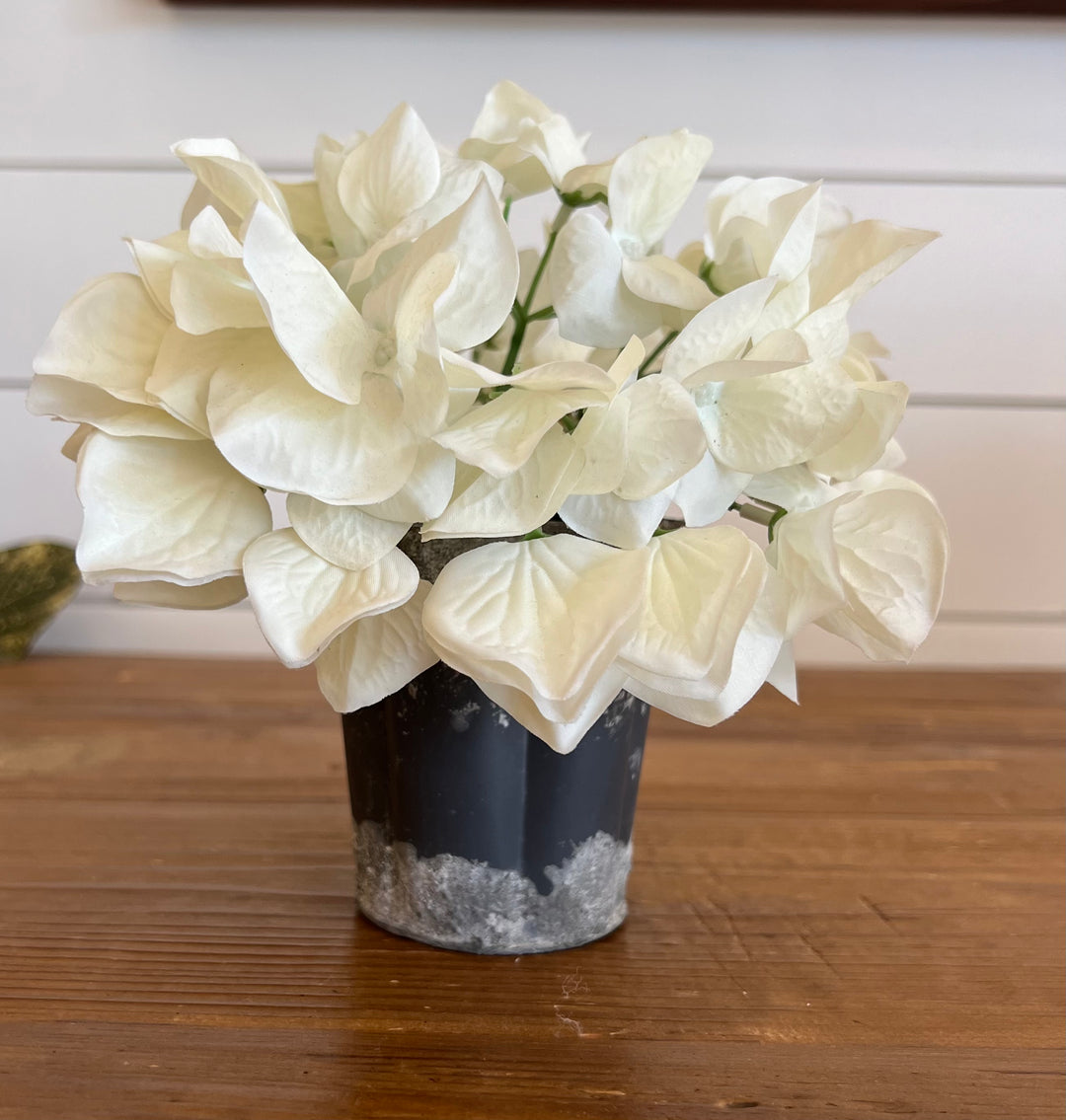 White Flower in Pot
