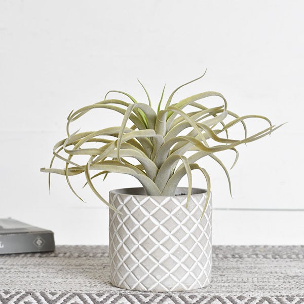 9.85" Air Plant in Pot