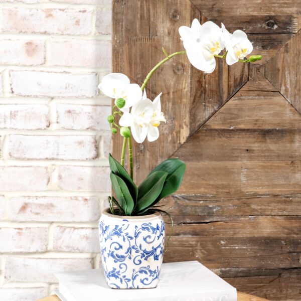 White Two Stem Orchid in Pot