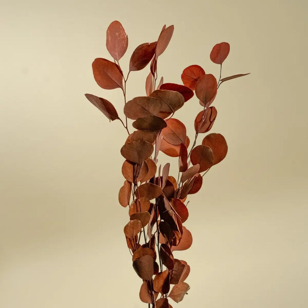 Silver Dollar Eucalyprus - Autumn