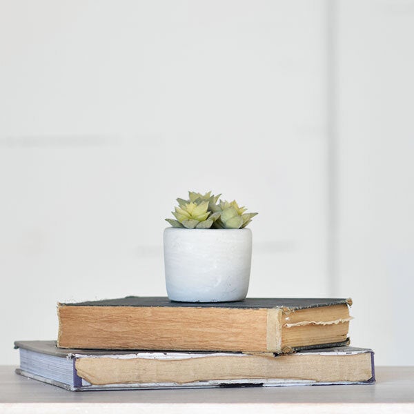 Succulent in Pot