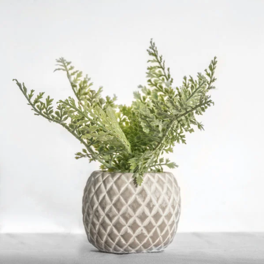 Fern in Pot