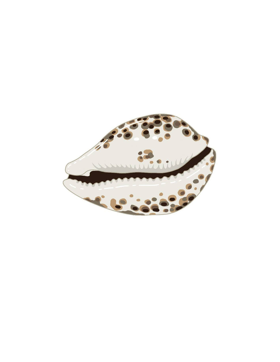 Shells