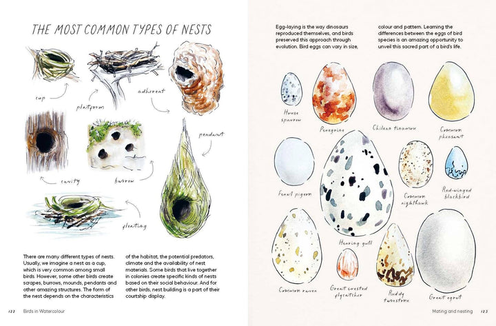 Birds in Watercolour