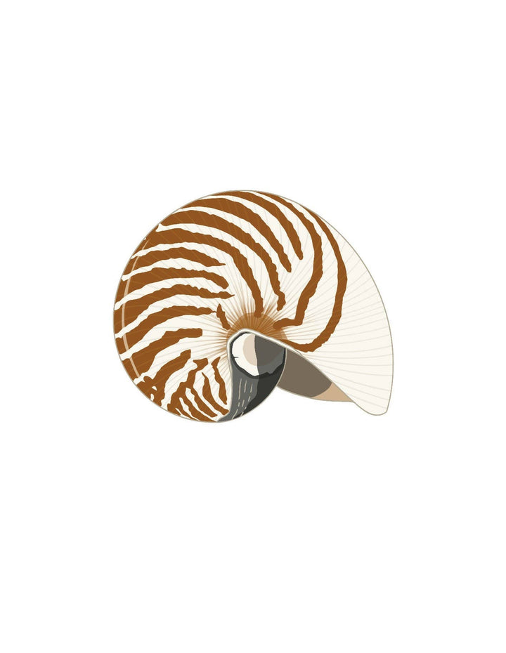 Shells