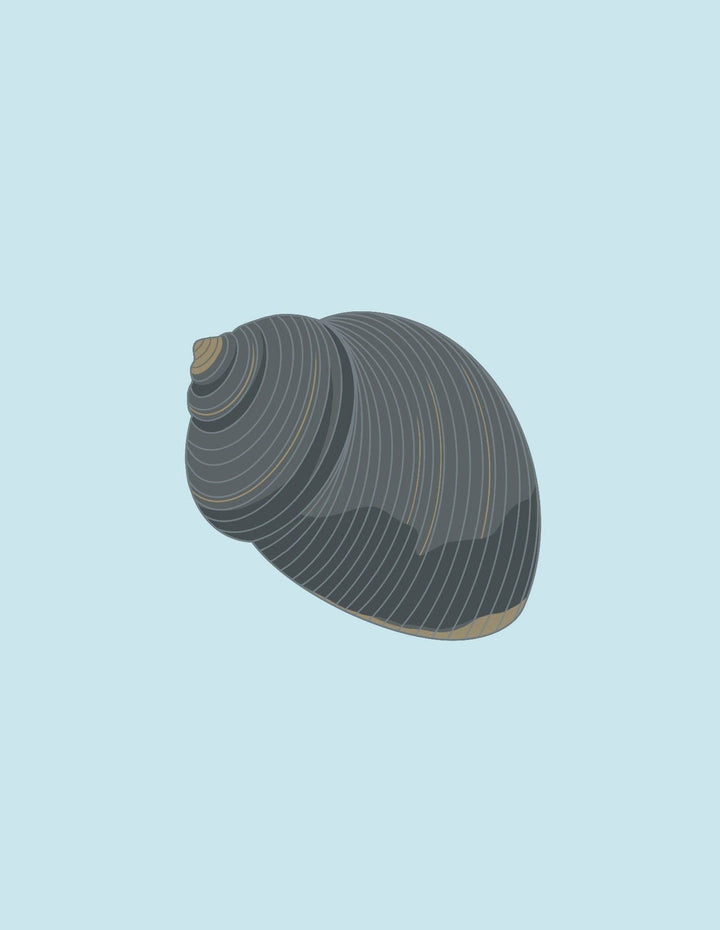 Shells
