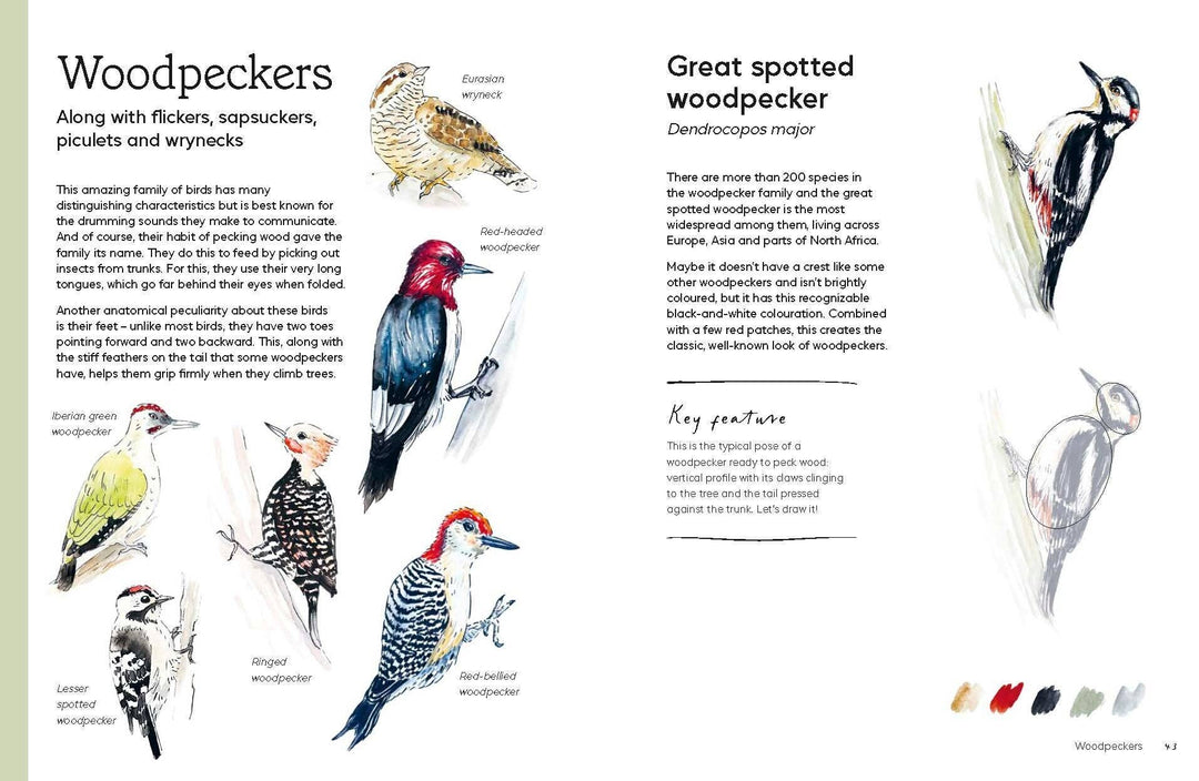 Birds in Watercolour
