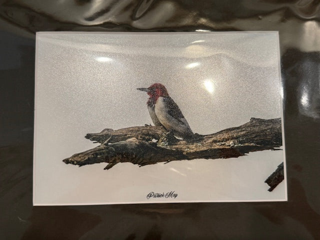 5x7 Matted Photos by Patrick May Photography