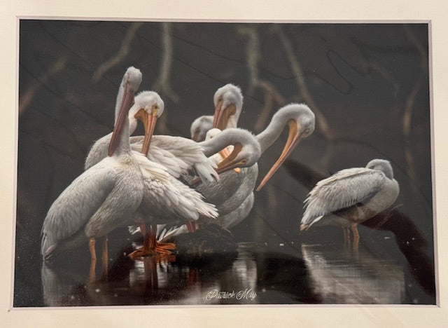 5x7 Matted Photos by Patrick May Photography