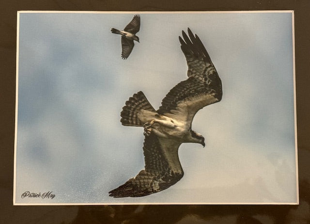 5x7 Matted Photos by Patrick May Photography