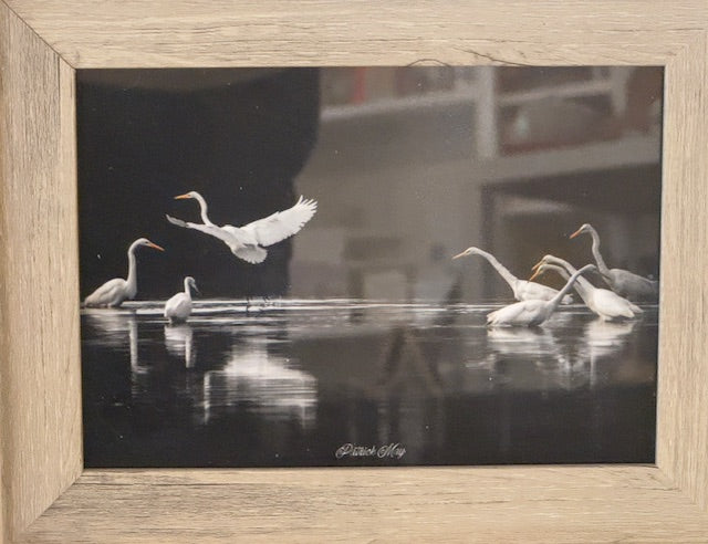 5x7 Framed Photos by Patrick May Photography