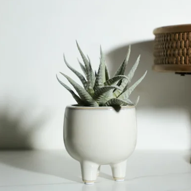6" Agave in Ceramic Pot