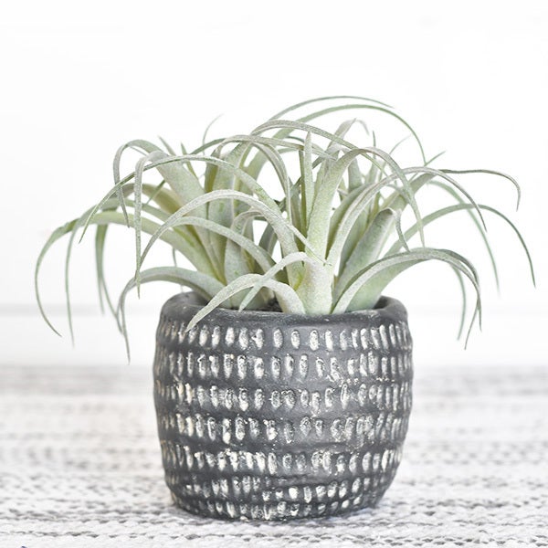 air plant pottery Air Plant in Pot – South & Pine and Blue Apple Books