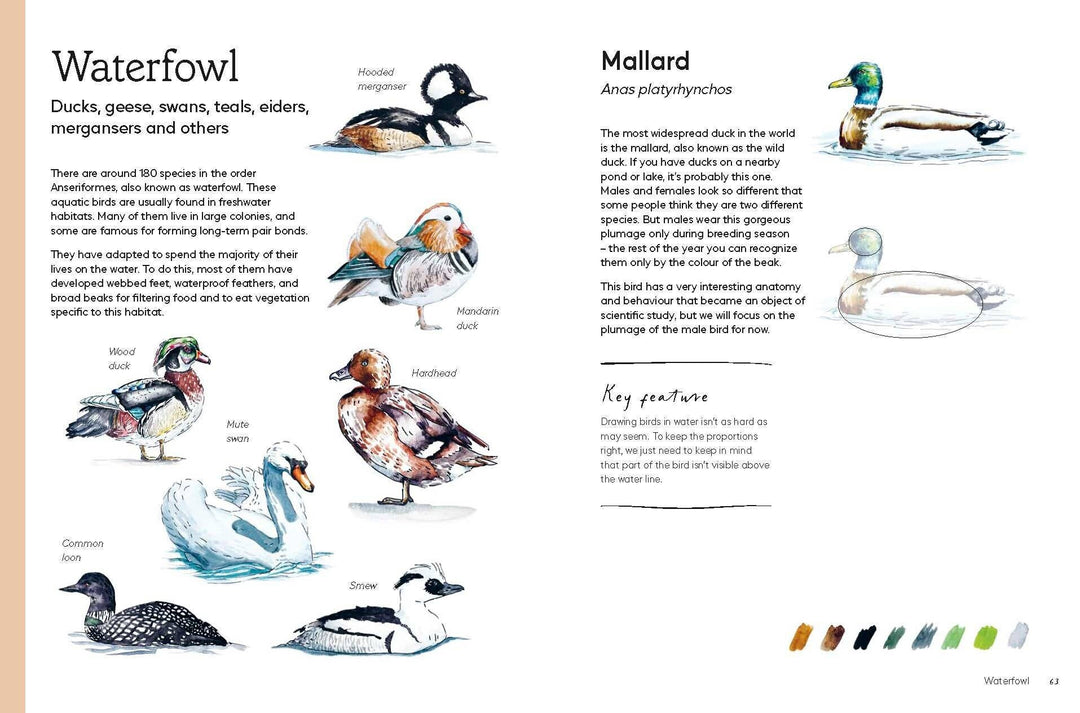 Birds in Watercolour