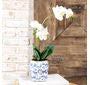Double Stem Orchid in Ceramic Floral Pot