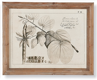 Fruit Bearing Branch Illustrations